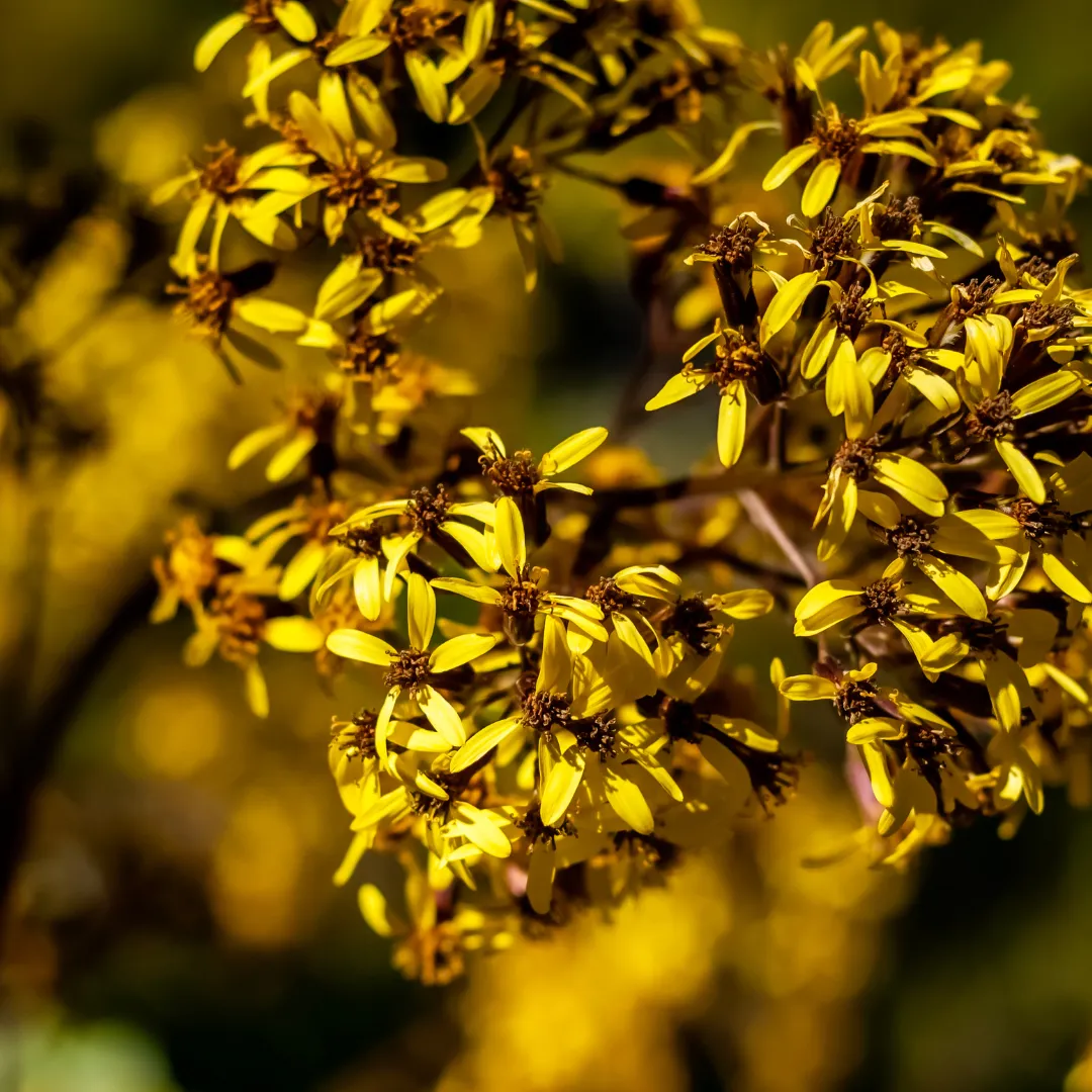 Aronia