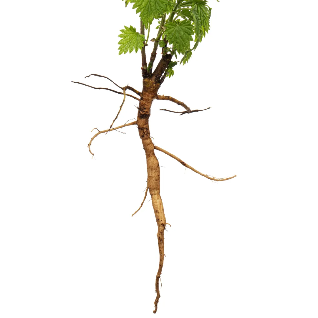 Aronia
