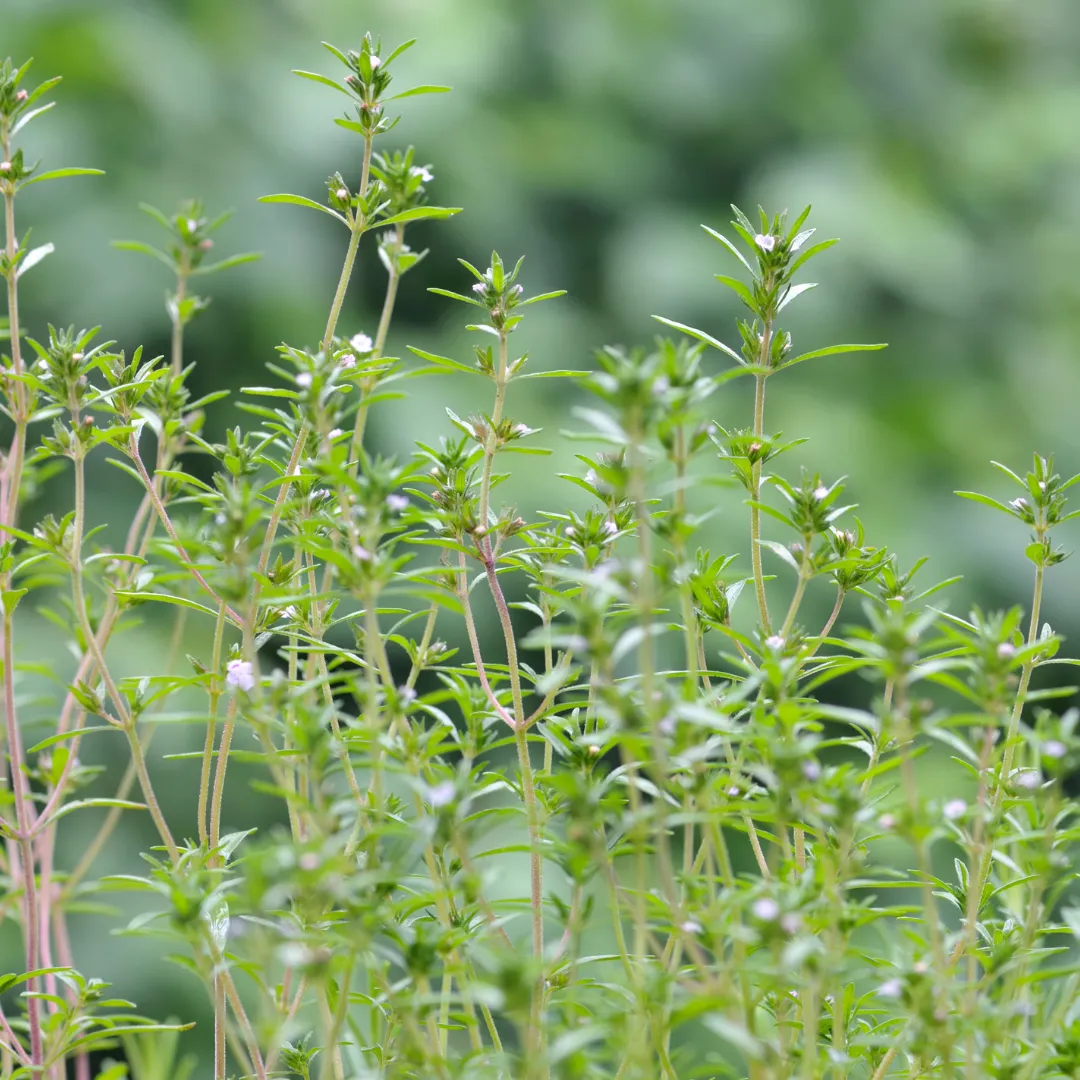 Aronia