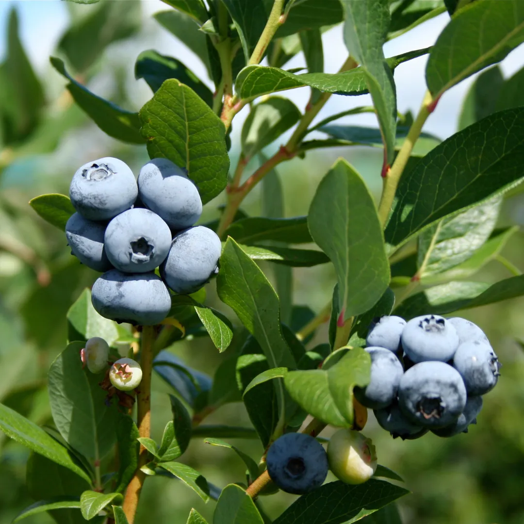 Aronia