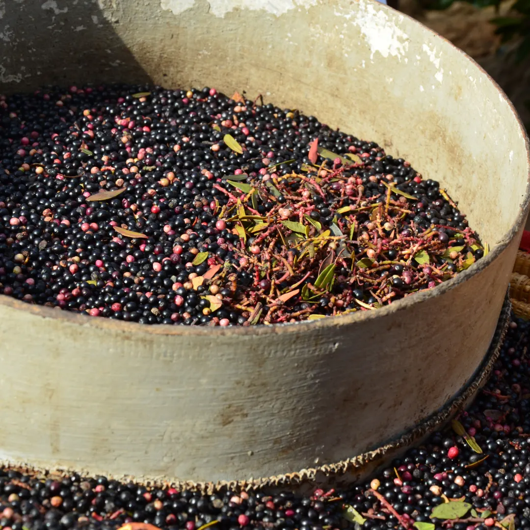 Aronia