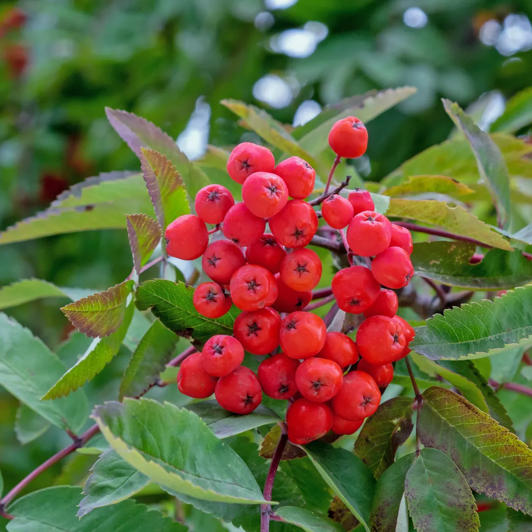 Aronia