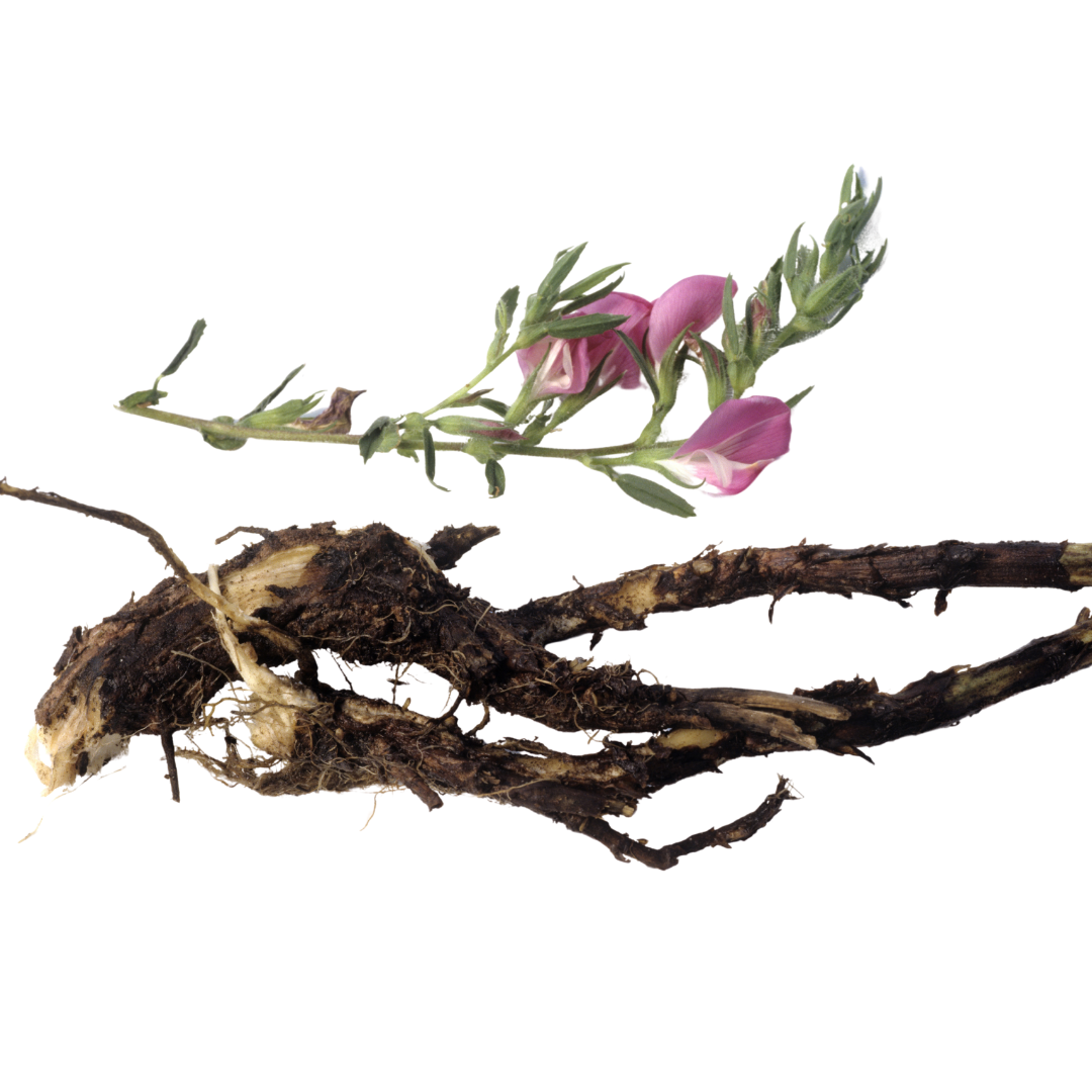 Aronia