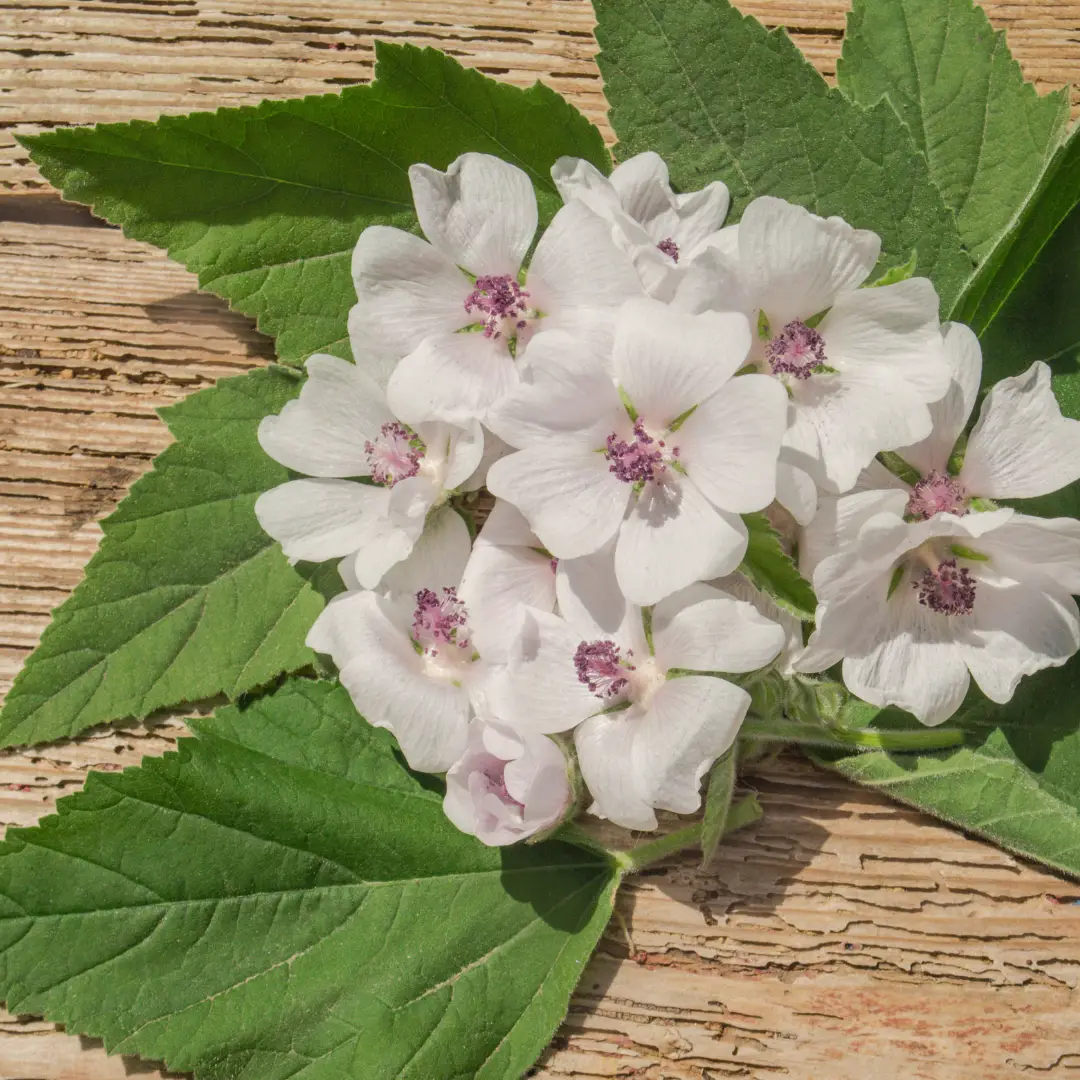 Aronia