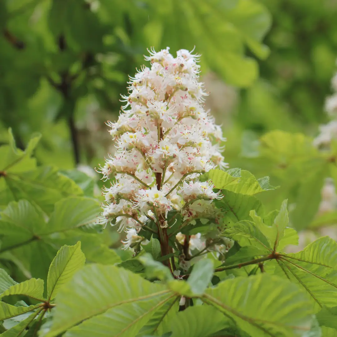 Aronia