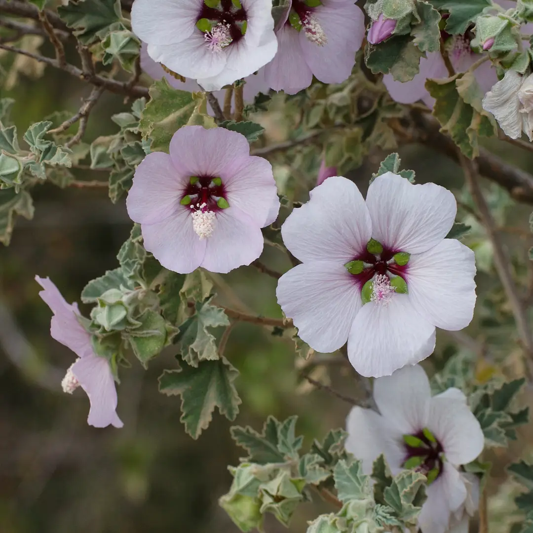 Aronia