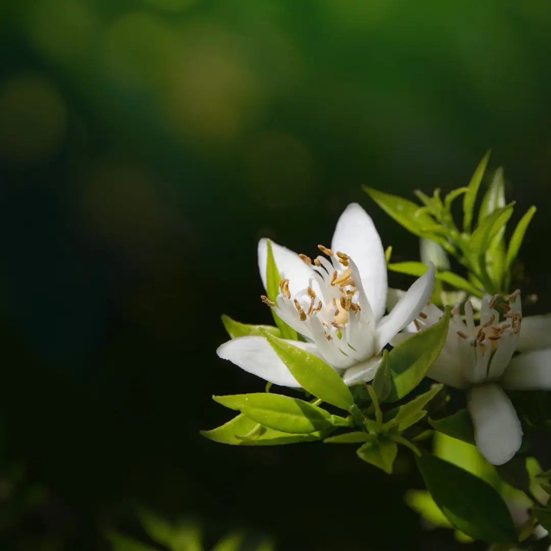 Aronia