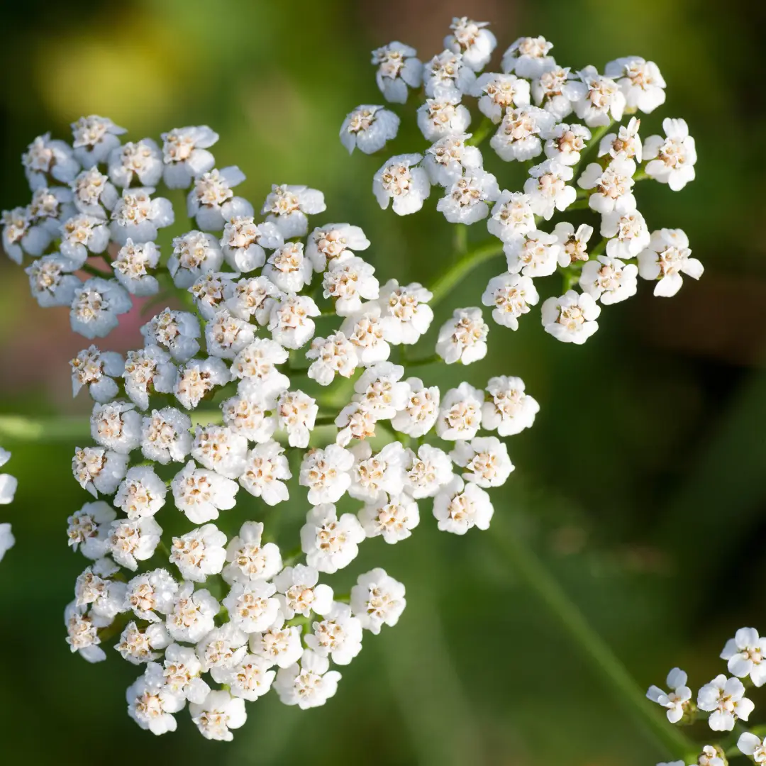 Aronia