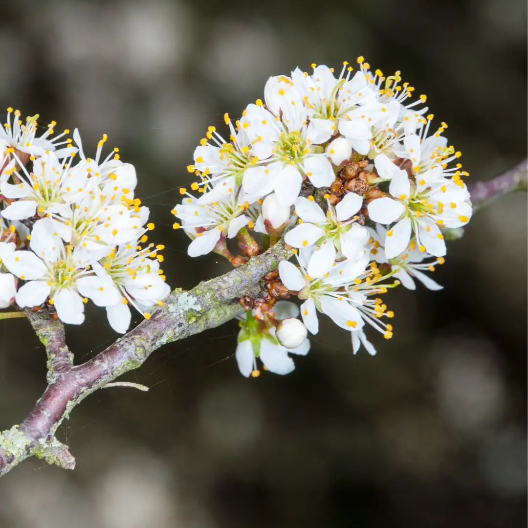 Aronia