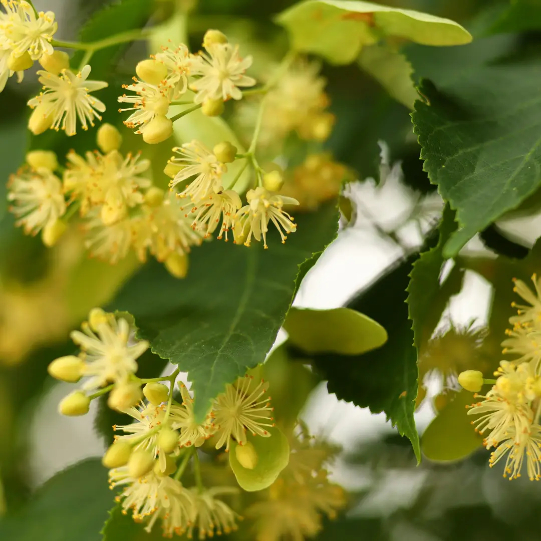 Aronia
