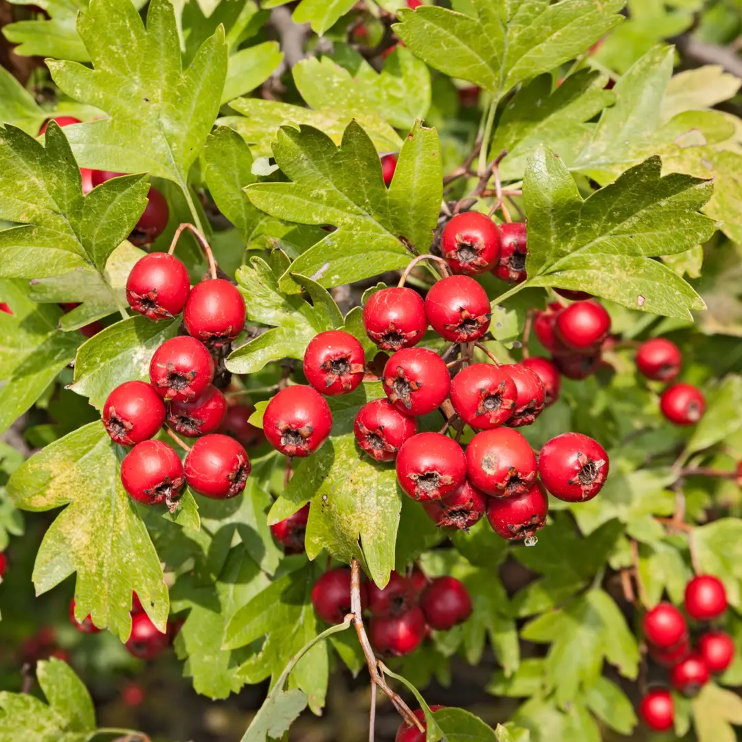 Aronia