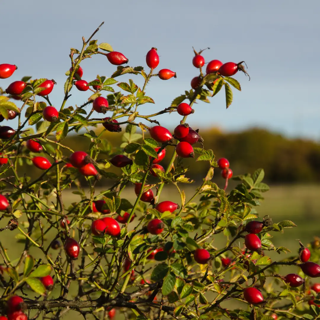 Aronia