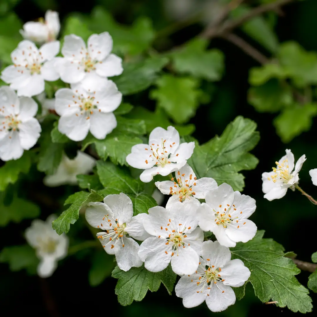 Aronia