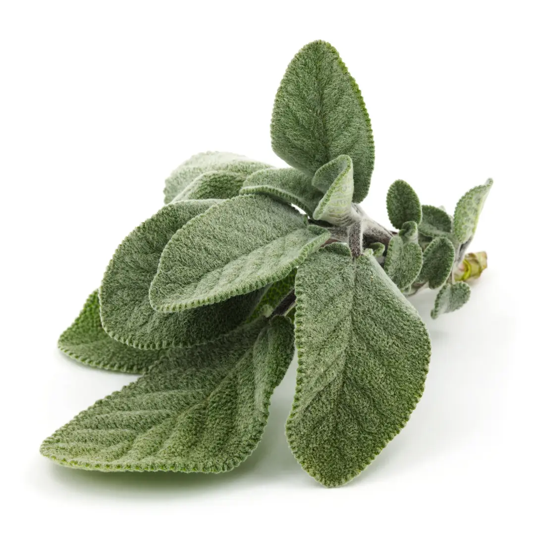 Aronia