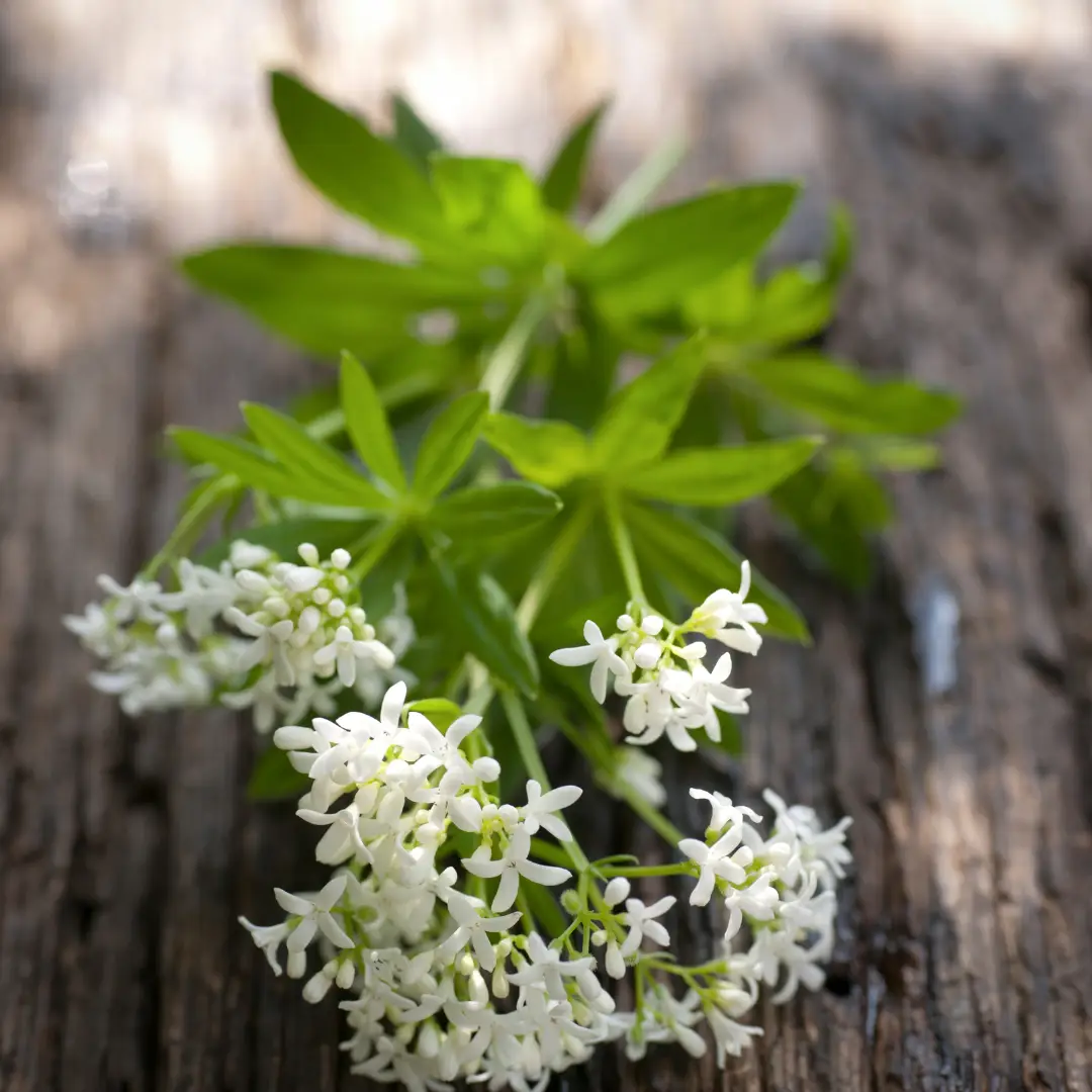 Aronia