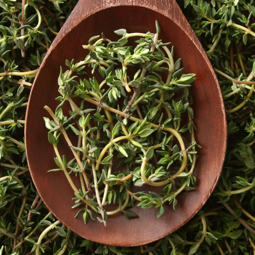 Aronia