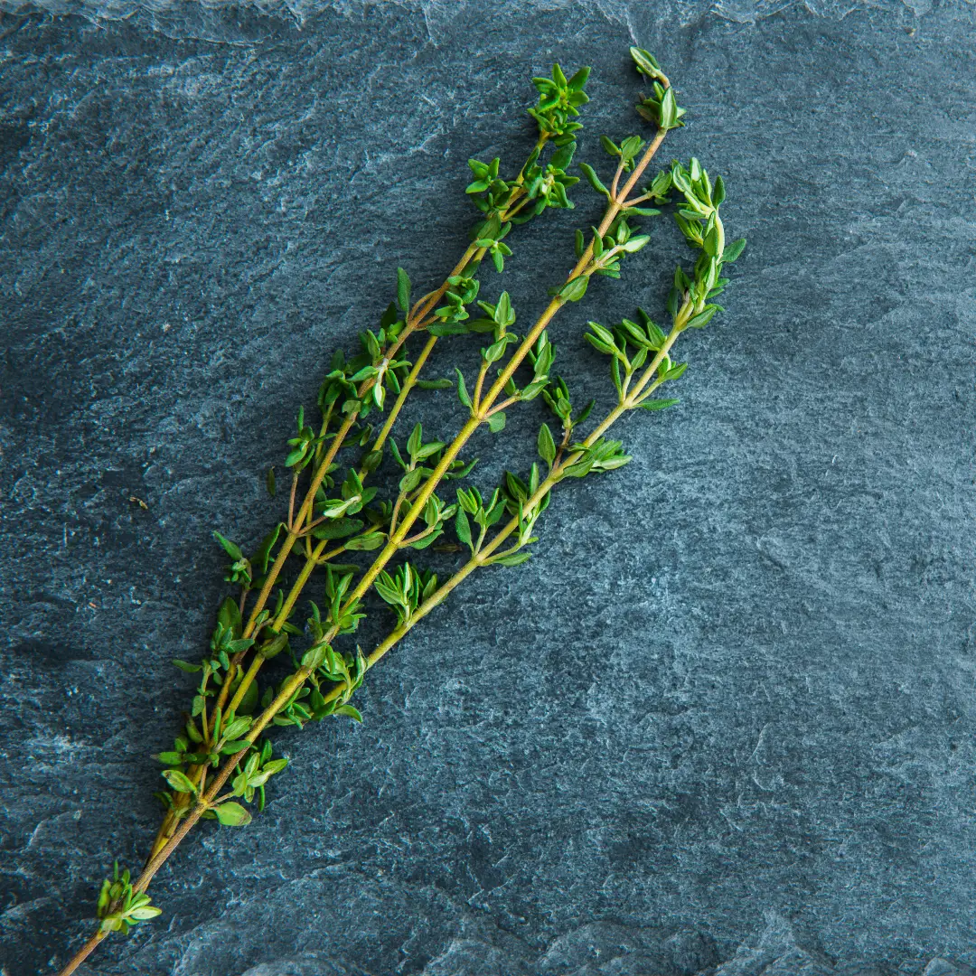 Aronia