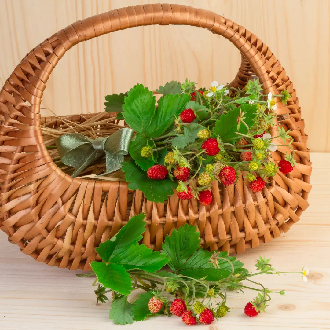 Aronia
