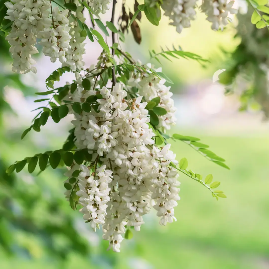 Aronia