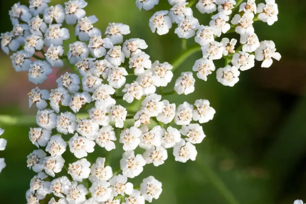 Aronia