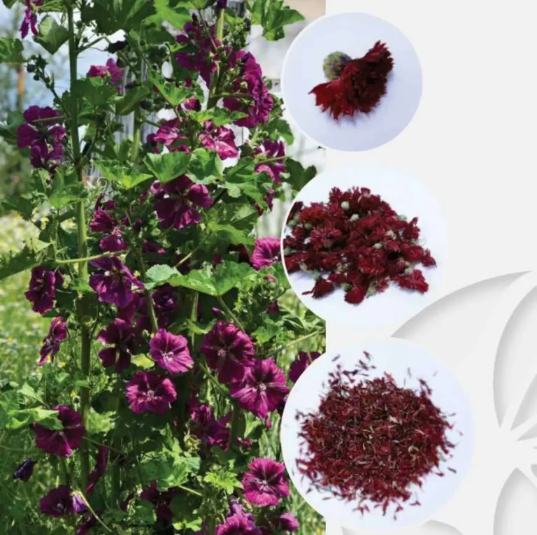 Aronia